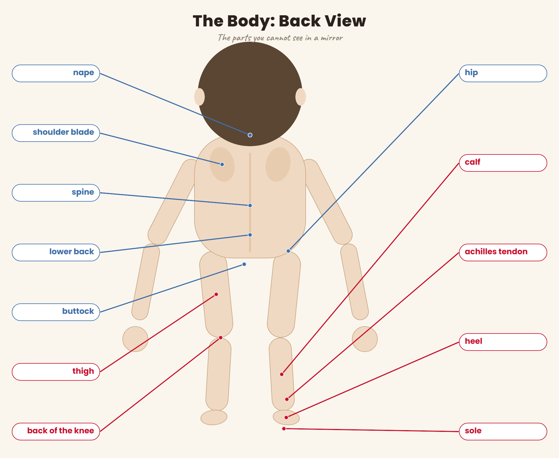 Labeled diagram of the human body, back view, with English vocabulary for each part