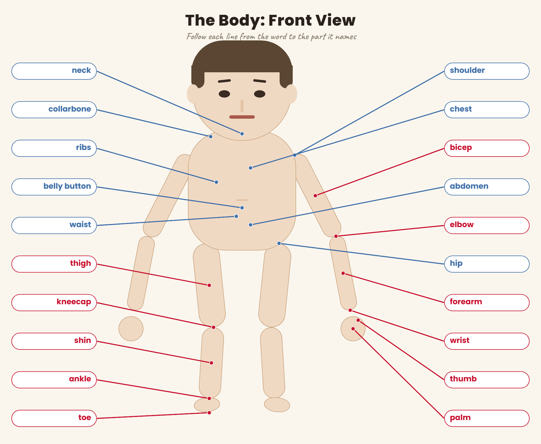 Labeled diagram of the human body, front view, with English vocabulary for each part