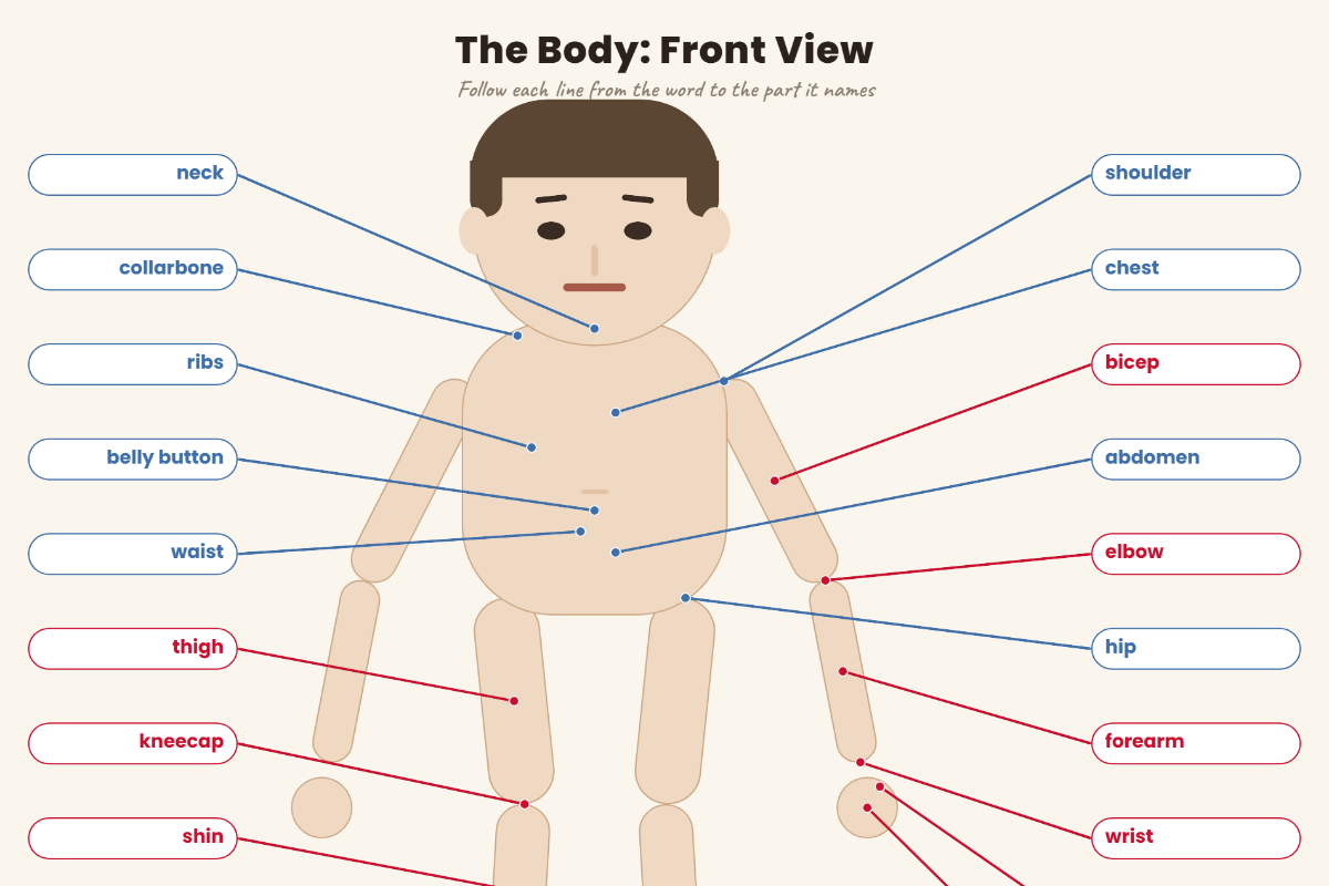 The Body